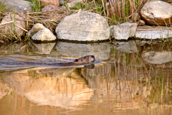 Beaver swimming in river at sunset Stock photo © pictureguy
