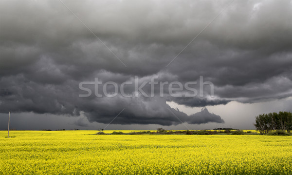 Burzowe chmury saskatchewan półka Chmura ostrzeżenie Zdjęcia stock © pictureguy