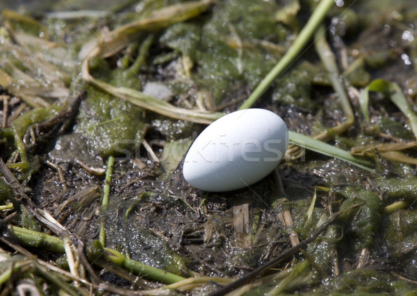 Horned Grebe Eggs Stock photo © pictureguy