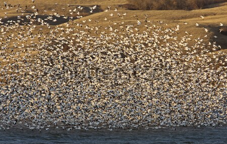 Snow Geese on Lake Canada Stock photo © pictureguy