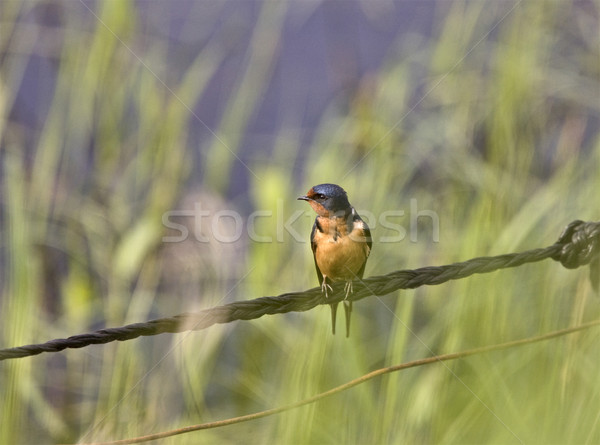 Barn Swallow on Wire Stock photo © pictureguy