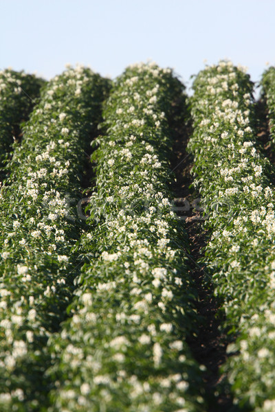 Rows of growing potatoes in Saskatchewan Stock photo © pictureguy