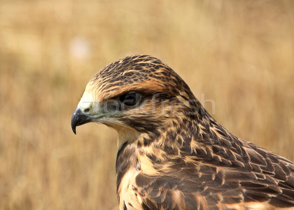 [[stock_photo]]: Faucon · sol · scénique · saskatchewan · oiseau · couleur