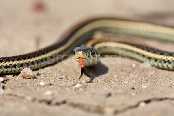 Bebek jartiyer yılan saskatchewan yol Stok fotoğraf © pictureguy