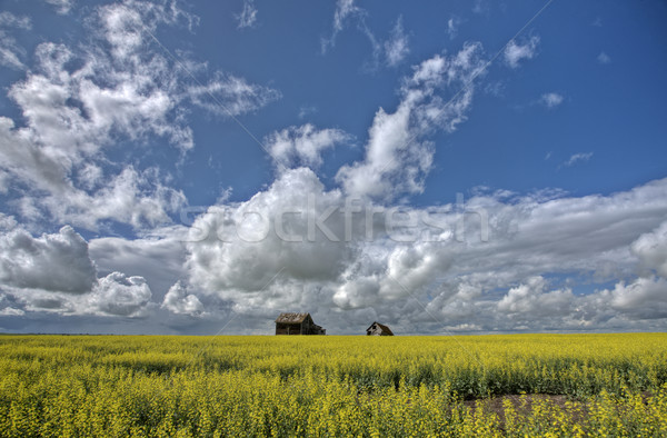 Canola Crop Canada Stock photo © pictureguy