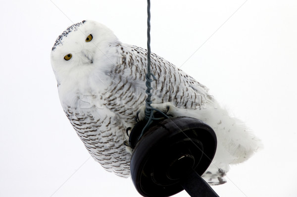 Snowy Owl Perched Stock photo © pictureguy