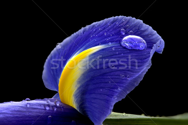 Iris macro rugiada gocce studio la luce naturale Foto d'archivio © pictureguy