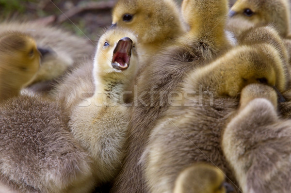 Canada Goose Chicks Stock photo © pictureguy