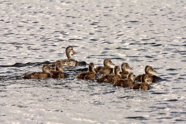 Hen and ducklings swimming in roadside pond Stock photo © pictureguy