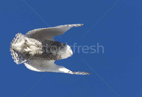 Snowy Owl in Flight Stock photo © pictureguy