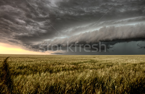 Nuages ​​d'orage saskatchewan blé champs ciel nature [[stock_photo]] © pictureguy