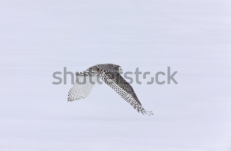 Snowy Owl in Flight Stock photo © pictureguy