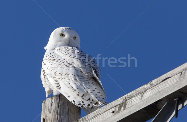 Snowy Owl Perched Stock photo © pictureguy