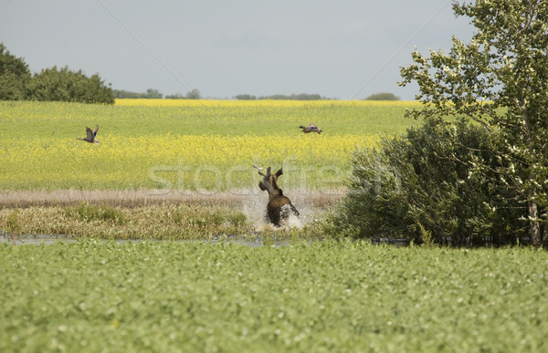 Stock photo: Young Bull Moose