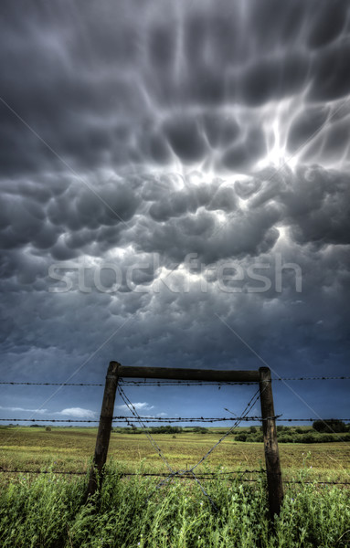 Saskatchewan bolla recinzione cielo natura Foto d'archivio © pictureguy