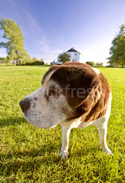 Saint Bernard dog on Hecla Island Manitoba Stock photo © pictureguy