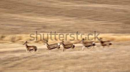 Stock photo: Pronghorn Antelope running through Saskatchewan field