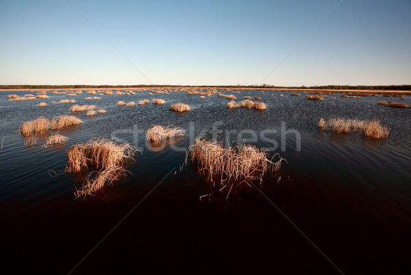 Marshes of Hecla Island in Manitoba Stock photo © pictureguy