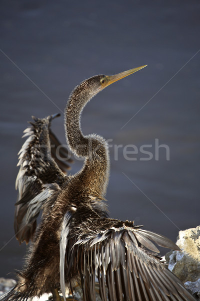 Double-crested Cormorant drying its wings Stock photo © pictureguy