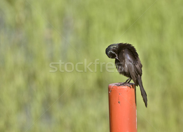 Amsel post Saskatchewan Kanada Sommer Schönheit Stock foto © pictureguy