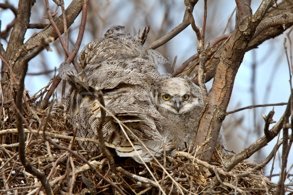 Great Horned Owl adult and and owlet in nest  Stock photo © pictureguy