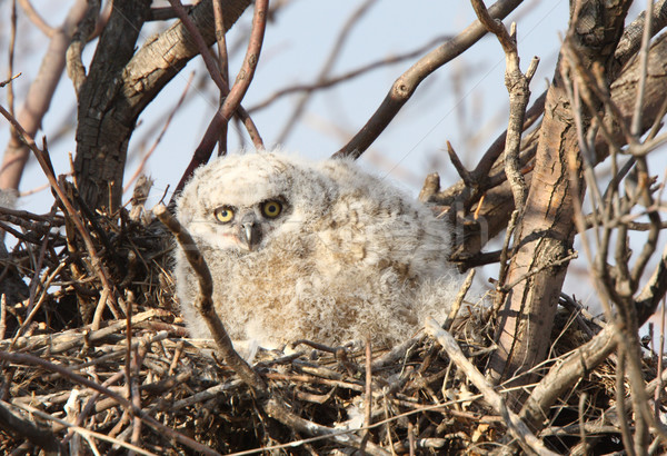 Great Horned Owlet in nest in spring Stock photo © pictureguy