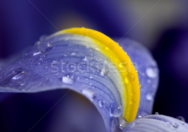 [[stock_photo]]: Iris · macro · gouttes · d'eau · studio · printemps