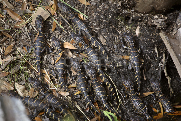 Jungen Alligatoren Florida Sumpf Reise Farbe Stock foto © pictureguy