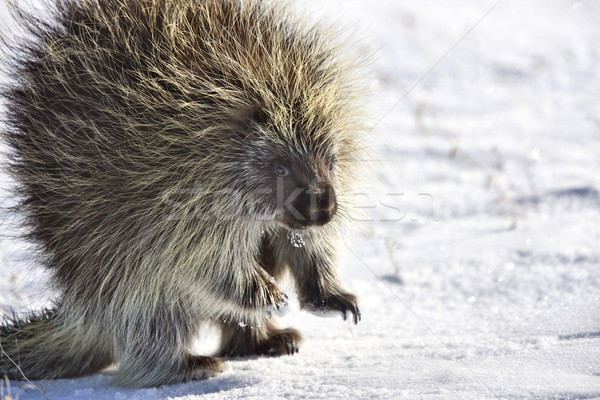 Porcupine in winter Stock photo © pictureguy
