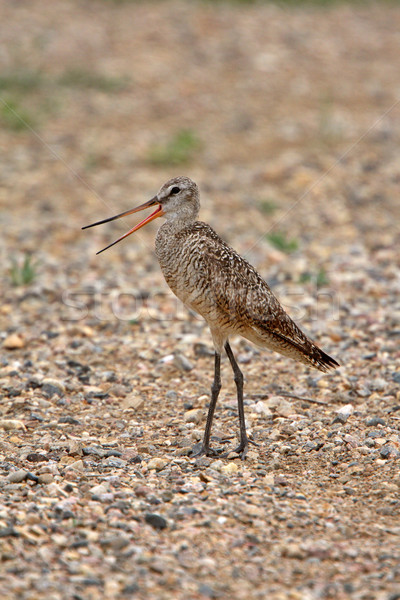 Marbled Godwit on gravel road Stock photo © pictureguy
