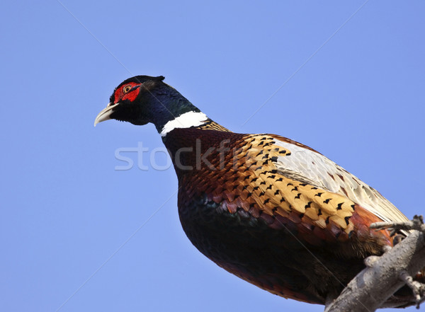 Ring necked Pheasant perched on branch Stock photo © pictureguy