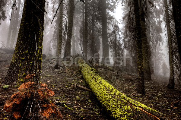 Luxuriante floresta montanha parque vale Foto stock © pictureguy