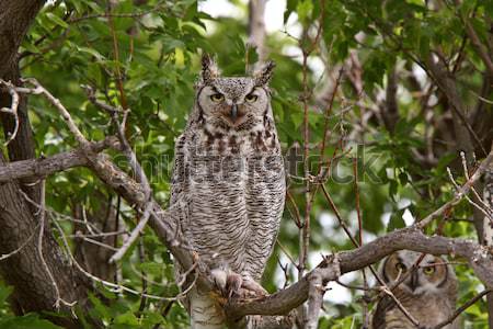 two Great Horned Owl fledglings perched in tree Stock photo © pictureguy