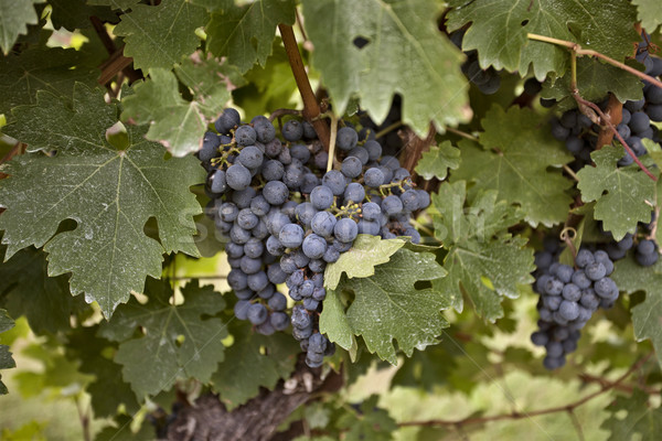 Niagara on the Lake blue concord grapes Stock photo © pictureguy