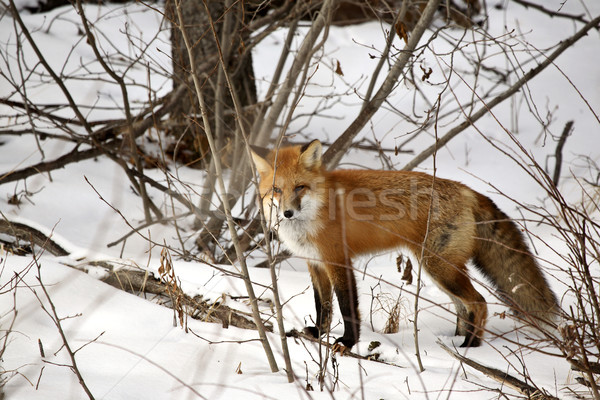 Roşu vulpe pădure Canada carnivor Imagine de stoc © pictureguy