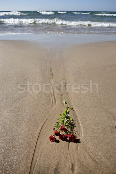 Shoreline Lake Huron Stock photo © pictureguy