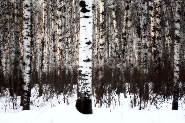 Aspen forest in winter Stock photo © pictureguy
