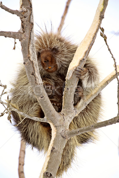 Porcupine in tree Stock photo © pictureguy