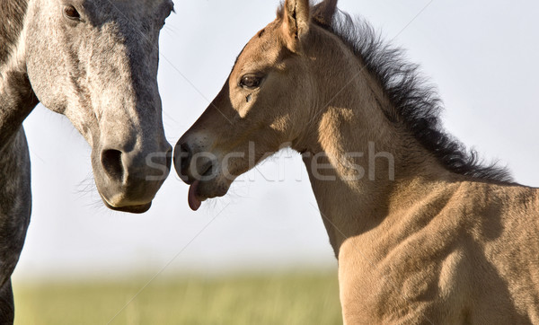 Colt newborn in field Stock photo © pictureguy