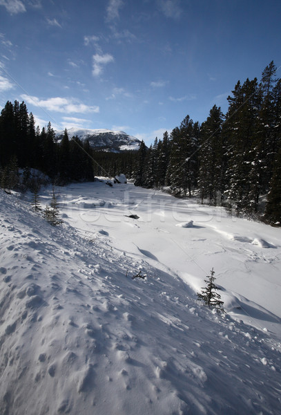 Góry zimą chmury krajobraz śniegu drzew Zdjęcia stock © pictureguy