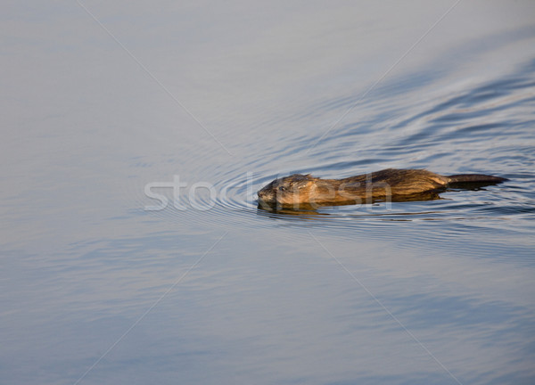 Muskrat Swimming in Winter Stock photo © pictureguy