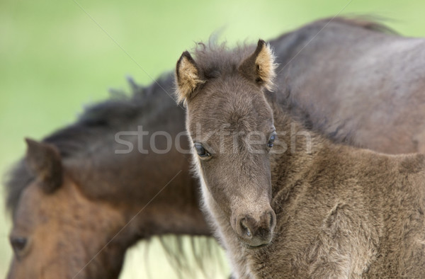 Horse and Colt in Pasture Saskatchewan Canada Stock photo © pictureguy
