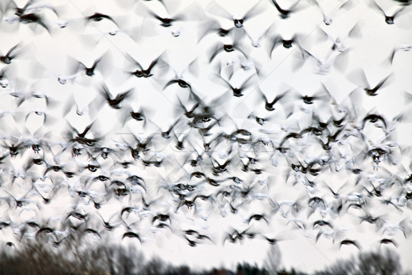 Motion Bluurred Panned  Snow Geese Stock photo © pictureguy