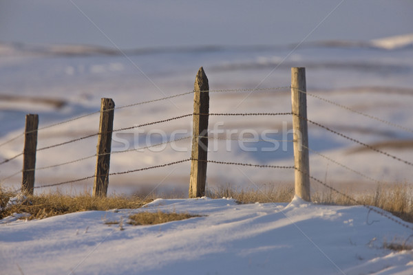 Prerie gard iarnă saskatchewan Canada Imagine de stoc © pictureguy