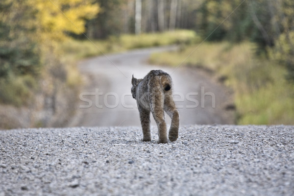 Rocky Mountain Lynx Stock photo © pictureguy