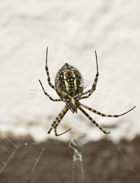 Garden Spider Yellow and Black Stock photo © pictureguy