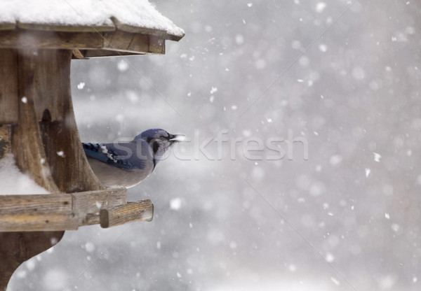 Stock photo: Blue Jay at Bird Feeder Winter