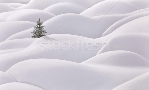 Moguls and tree Stock photo © pictureguy