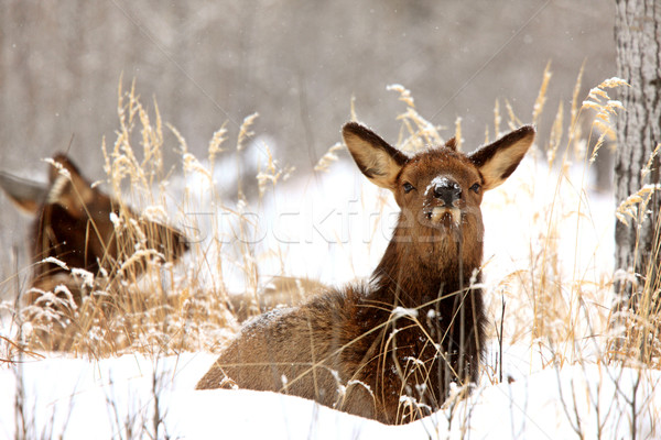 Elk in Winter Canada Stock photo © pictureguy