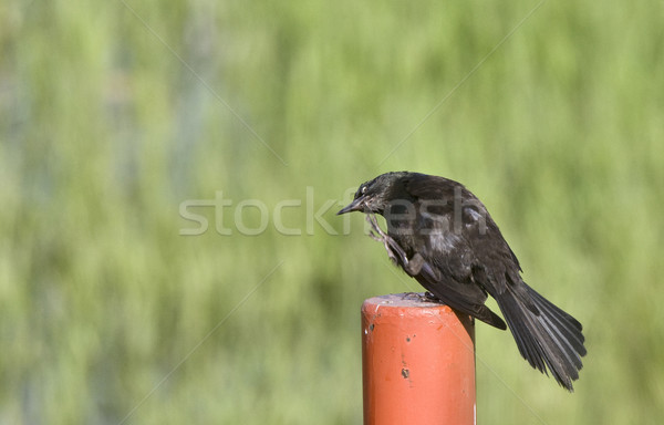 Stock fotó: Fekete · rigó · posta · Saskatchewan · Kanada · nyár · szépség